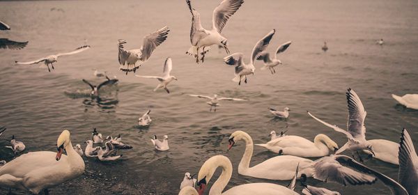 Schwäne und Möwen im Wasser